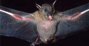 Ugryziony przez nietoperza