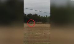 Stan alarmowy w irlandzkim miasteczku. W okolicach grasuje... pantera