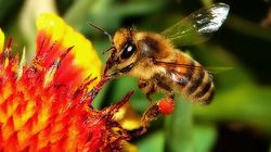 6 sposobów na wzmocnienie odporności w walce z alergią