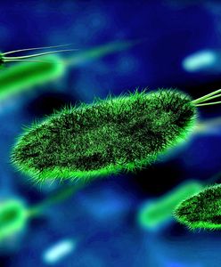 Superbakterie zabijają w Polsce ponad dwa tysiące osób rocznie. Na walkę z nimi potrzeba będzie miliardów złotych