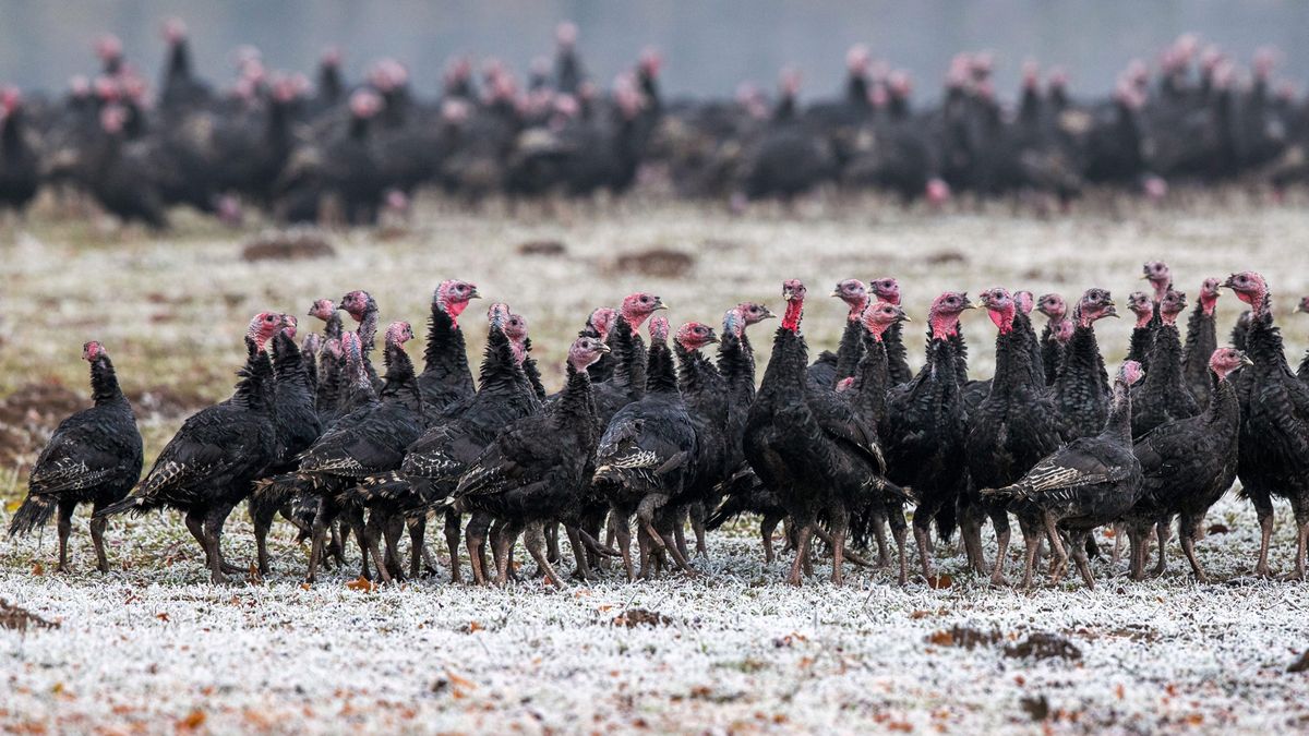 Kurza ferma 100 metrów od domów mieszkalnych? Wkrótce to nie będzie żaden problem.