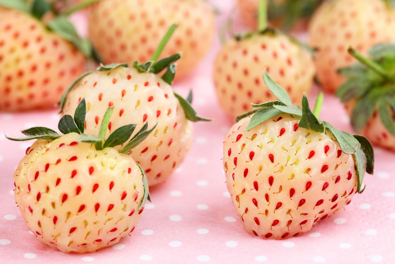 Pineberry. Truskawka i ananas w jednym