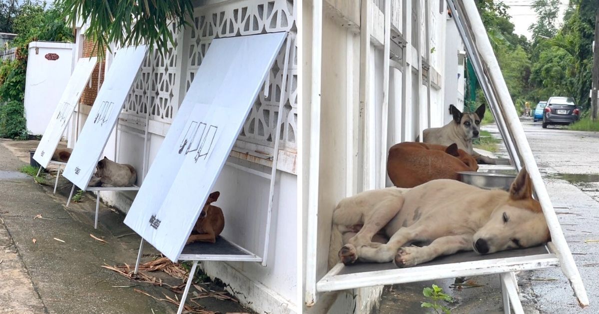 They Repurpose Used Billboards into Kennels for Stray Dogs in Thailand