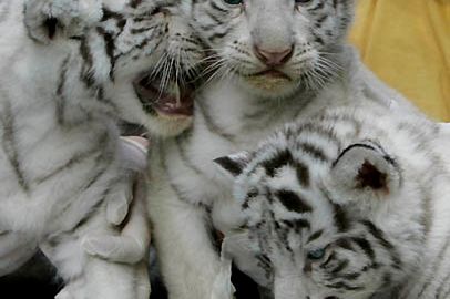 Trzy białe tygryski w zoo w Santiago