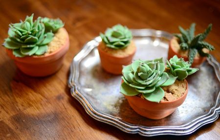 Succulent Cupcakes