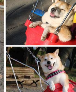 Czy to najszczęśliwszy pies na świecie?