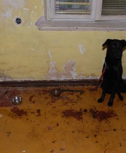 Szokujące odkrycie policji w domu 22-latka. Trzymał psa na krótkiej smyczy przybitej do podłogi