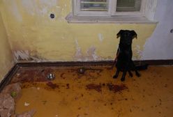 Szokujące odkrycie policji w domu 22-latka. Trzymał psa na krótkiej smyczy przybitej do podłogi