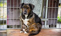 "Szczeniak przewrócił się na plecy i piszczał z bólu". Sól na chodnikach rani łapy zwierząt