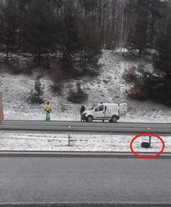 Pies zamarzał przy autostradzie przez procedury. Nikt nie chciał mu pomóc