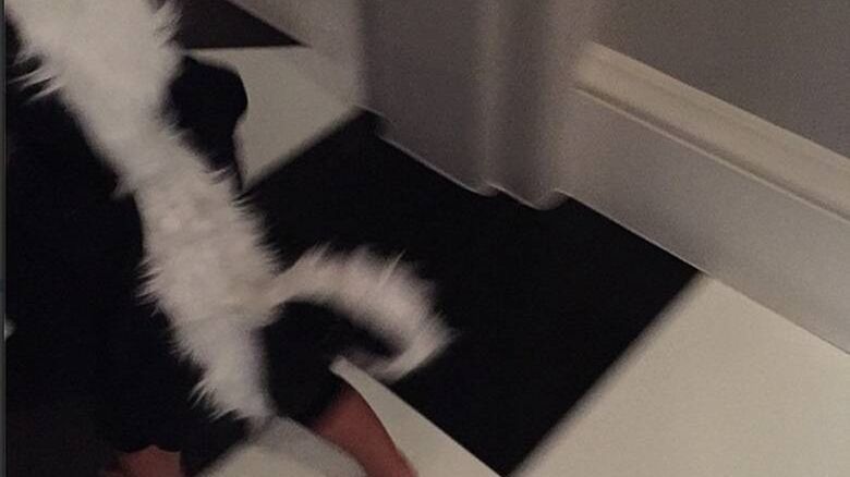 North West
Halloween 2014
Fotografia: screen z Instagram.com