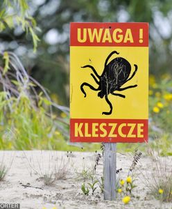 Prawdziwa inwazja kleszczy w Małopolsce. Dane są zatrważające