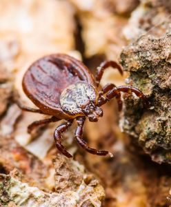 Kleszcz to zagrożenie. Jest domowy sposób na pozbycie się kleszczy