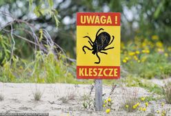 Prawdziwa inwazja kleszczy w Małopolsce. Dane są zatrważające