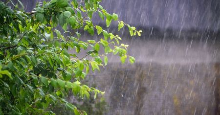Dziwne zachowanie roślin. Kontakt z wodą wprowadza je w specyficzny stan