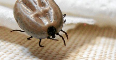 Inwazja kleszczy na Mazowszu. "Sezon jeszcze się nie skończył"