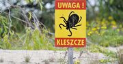 Prawdziwa inwazja kleszczy w Małopolsce. Dane są zatrważające