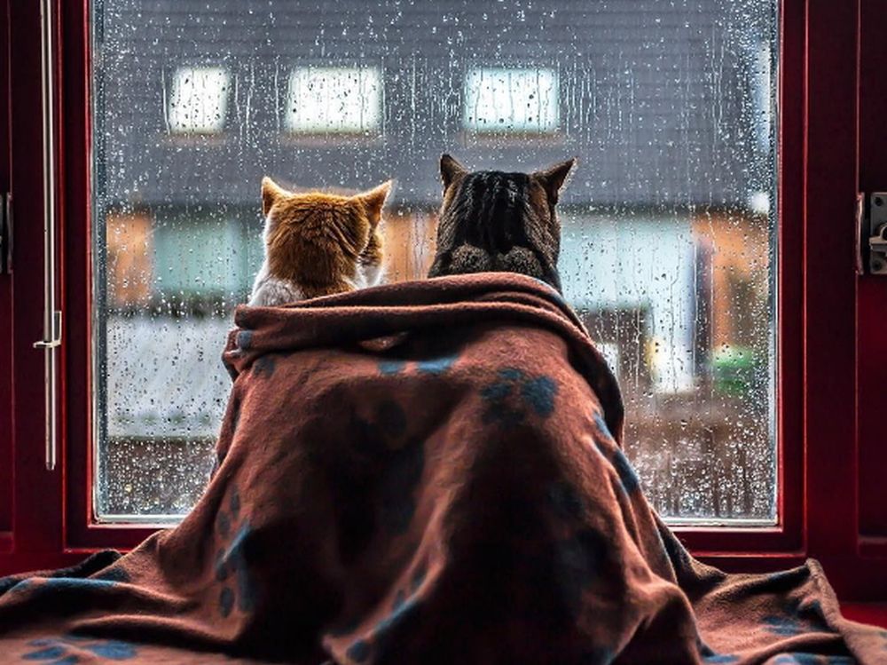W czasie deszczu koty się nudzą