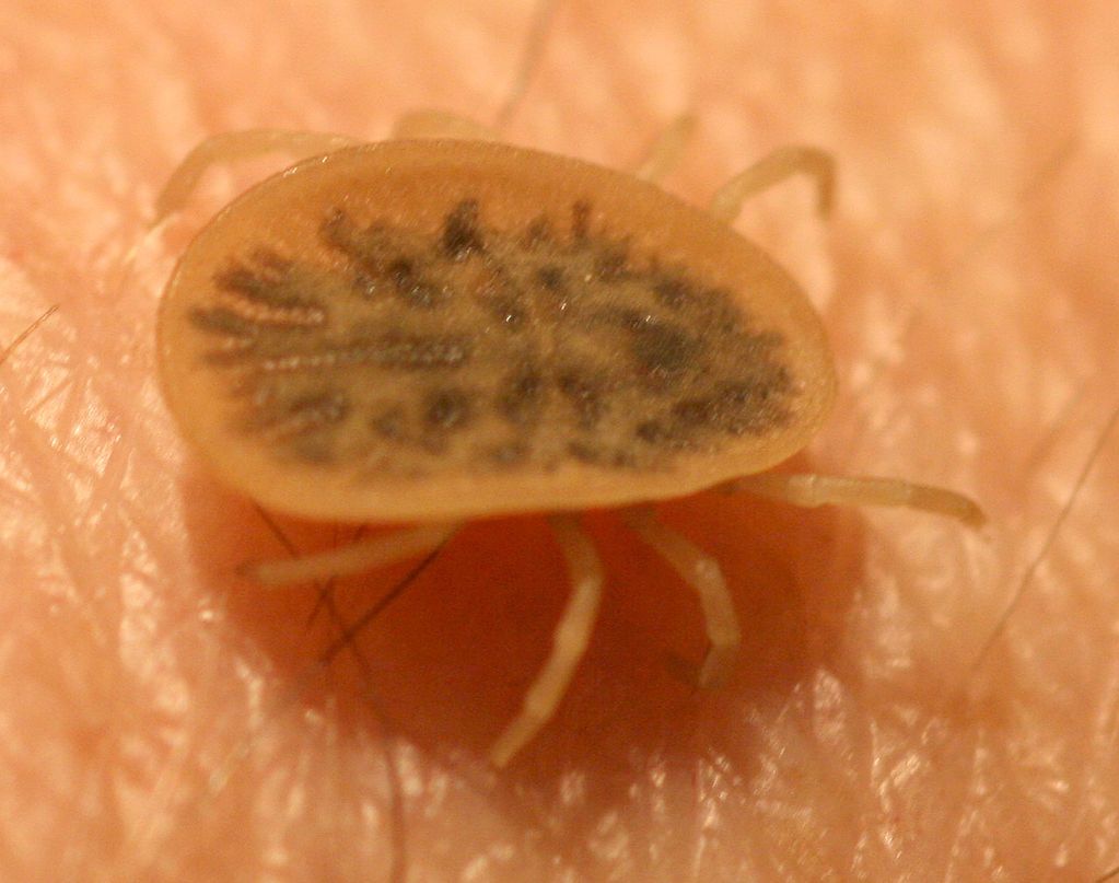 Przez kleszcze zamknięto komisariat w Poznaniu