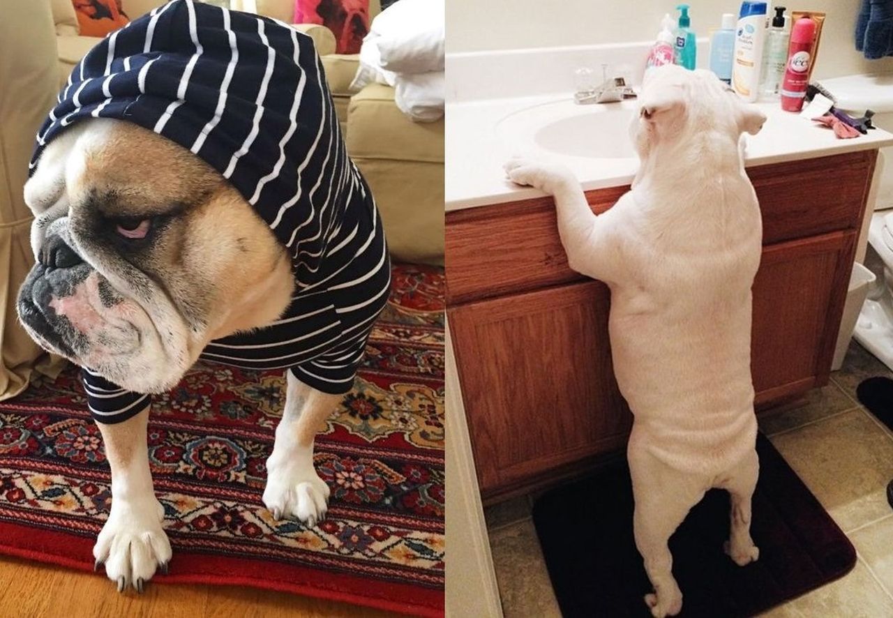 Psy jak ludzie. To dla nich nie problem