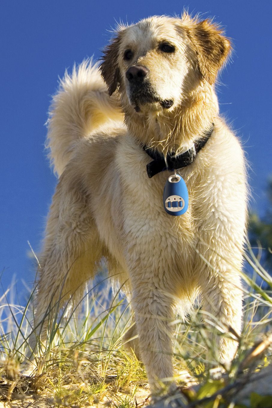 Lokalizatory BLOW trafiają do sprzedaży w Polsce