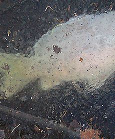 Pływały do góry brzuchem