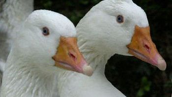 Dlaczego wydały św. Marcina?