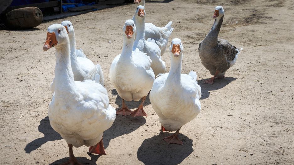 Najpopularniejszy w Polsce gatunek gęsi to biała kołudzka