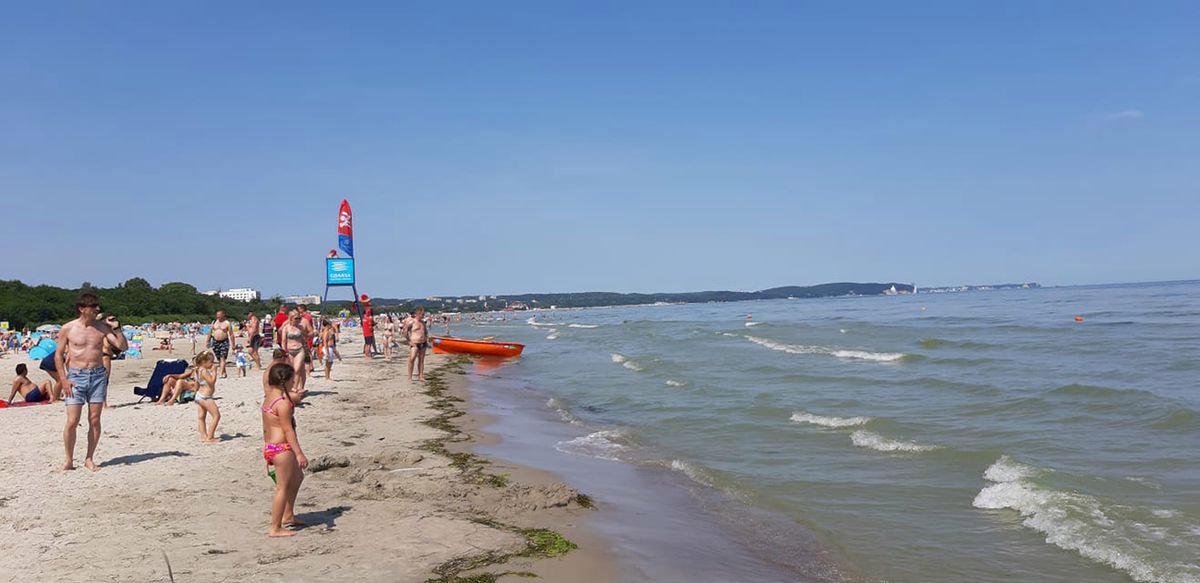 Sinice w Zatoce Gdańskiej. Czerwone flagi na popularnych plażach