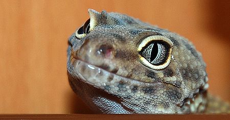 Egzotyczne zwierzęta