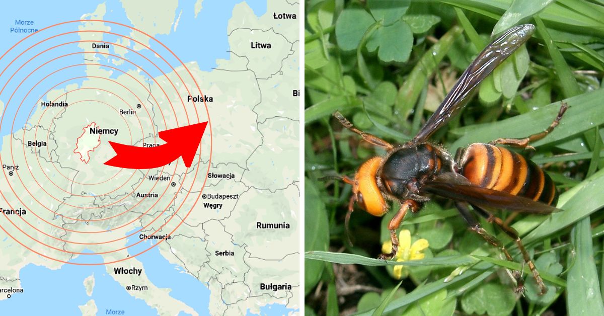Gatunek niezwykle agresywnego owada jest zaledwie kilkaset kilometrów od polskich granic