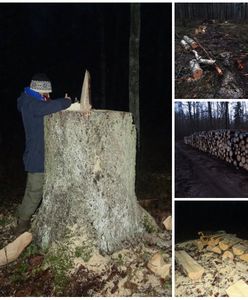 Ekolodzy informują o wznowieniu wycinki w Puszczy Białowieskiej. "To nonsens"