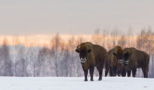 Białowieża. Sylwester z żubrami. Atrakcje. Co na ciebie tu czeka