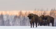 Białowieża. Sylwester z żubrami. Atrakcje. Co na ciebie tu czeka