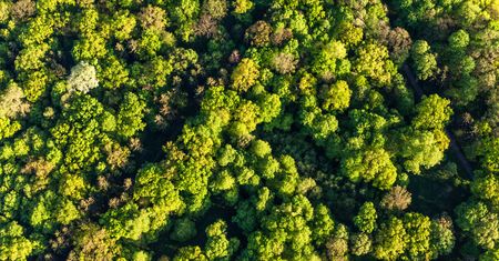 Puszcza Białowieska - jeden z największych skarbów Polski