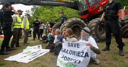 Dlaczego Szyszko może rżnąć puszczę? Kara z UE niższa niż wartość drewna
