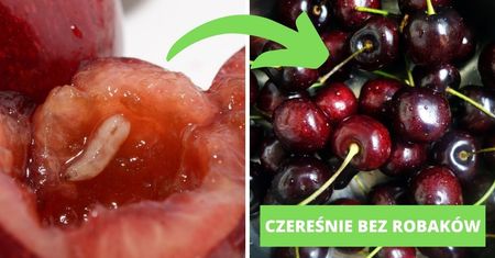 Robaki z czereśni same uciekną. Wystarczy zastosować proste rozwiązanie