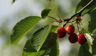 Będzie pomoc dla rolników, którym przymrozki zniszczyły uprawy. Nawet 2 tys. zł za hektar