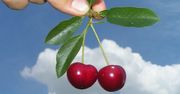 Wiśnie - smaczne antyoksydanty