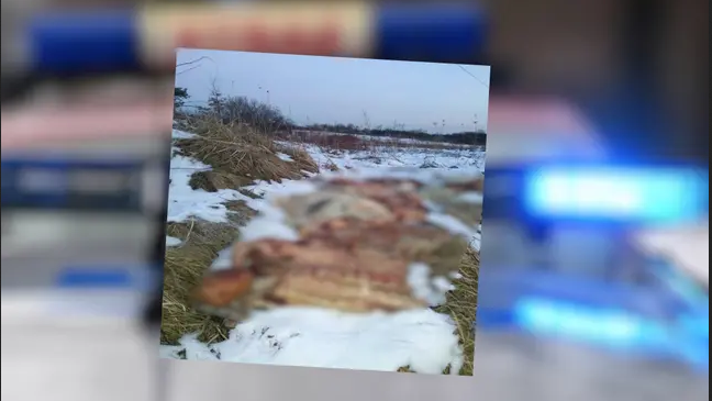 Policja bierze pod uwagę, że sprawa może mieć związek z tzw. aferą mięsną.