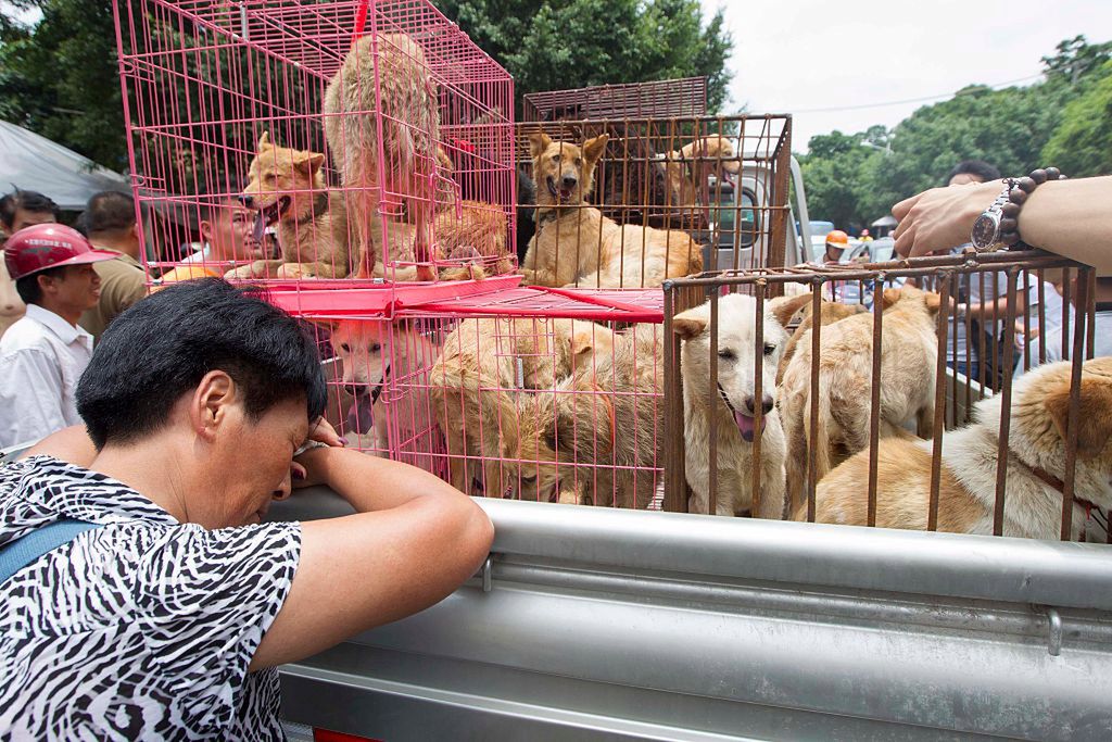 Chiny. Ministerstwo planuje zakaz sprzedaży psiego mięsa