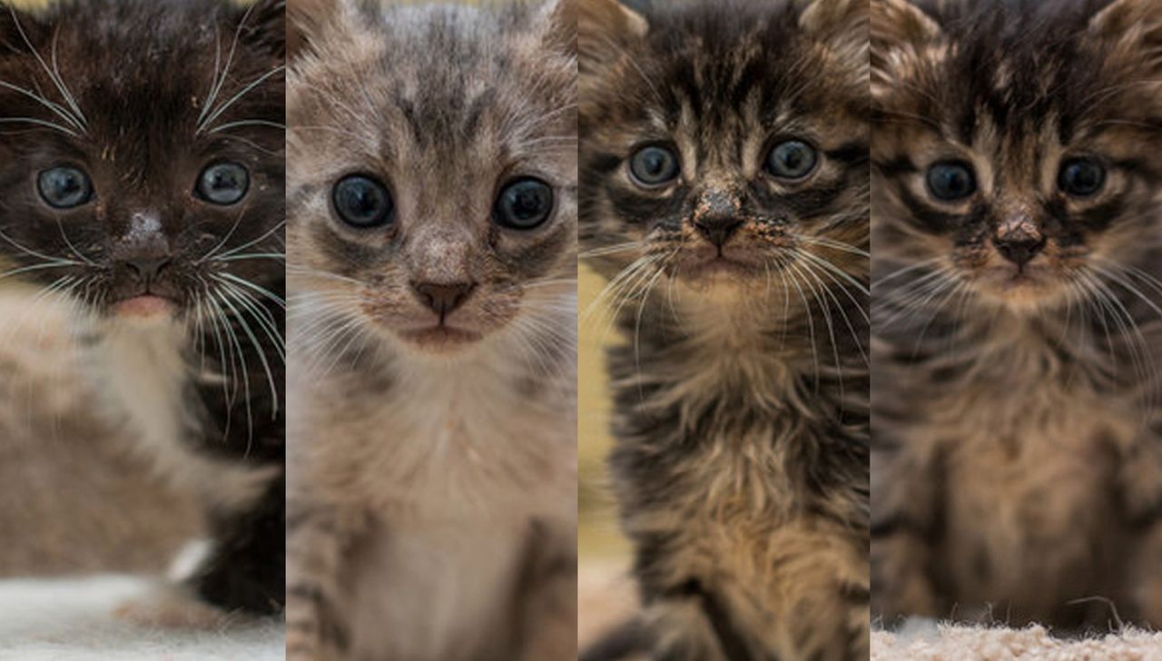 Uratowali kotki, zostali bohaterami