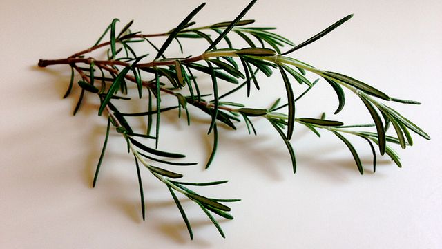 Rozmaryn jest gatunkiem krzewu z rodziny jasnotowatych.