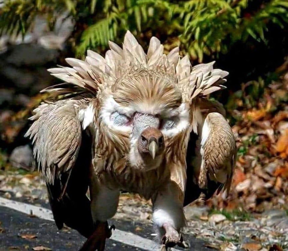 Obrazek