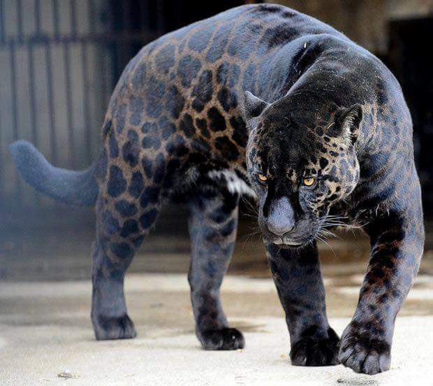 jaguar