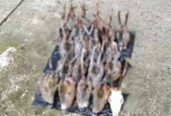 Kłusownik wpadł przez narkotyki. W domu miał 18 głów koźląt