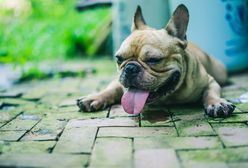 Upały w Polsce 2018. Jak zadbać o zwierzęta w upalne dni?