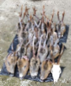 Kłusownik wpadł przez narkotyki. W domu miał 18 głów koźląt