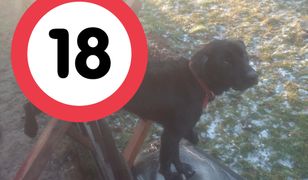 Wystraszony hukiem fajerwerków pies nadział się na płot. Czekał na pomoc ponad 8 h