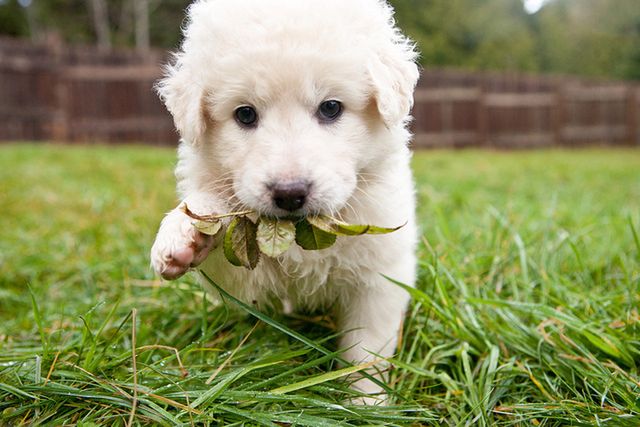 Jeśli dziecko ma poważną alergię, najczęściej jedynym wyjściem jest znalezienie nowego domu dla pupila